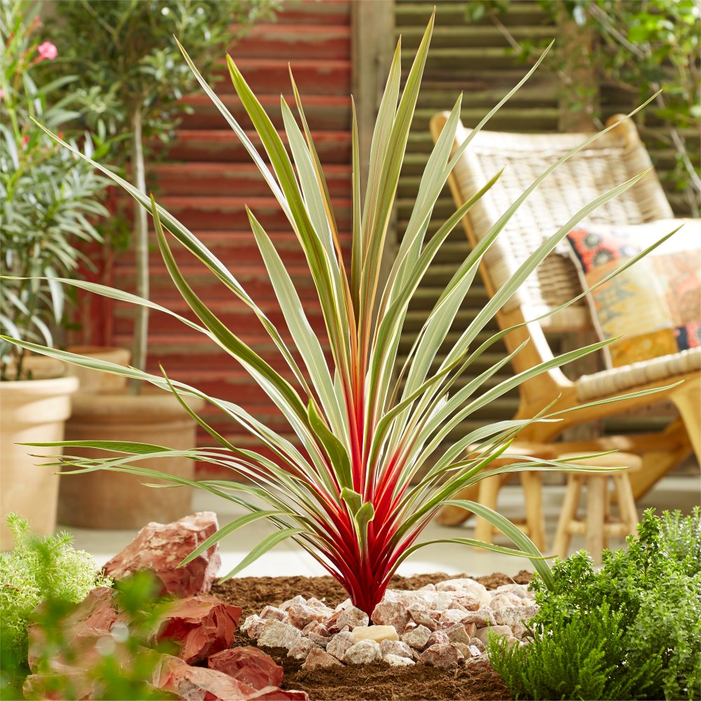 Cordyline ‘Magic Star’