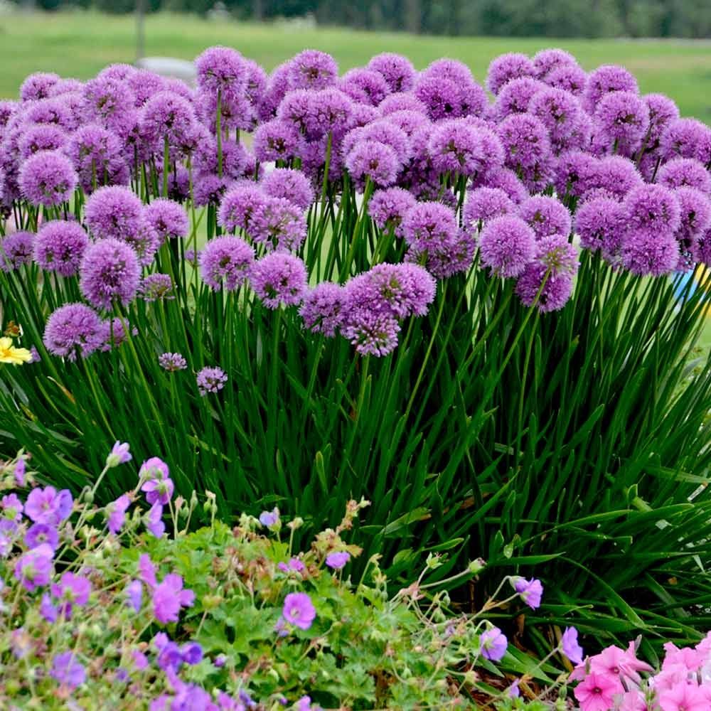 Allium senescens Millenium - In Bud & Bloom