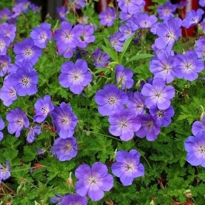 Geranium Rozanne  'Jolly Bee' Hardy Geranium
