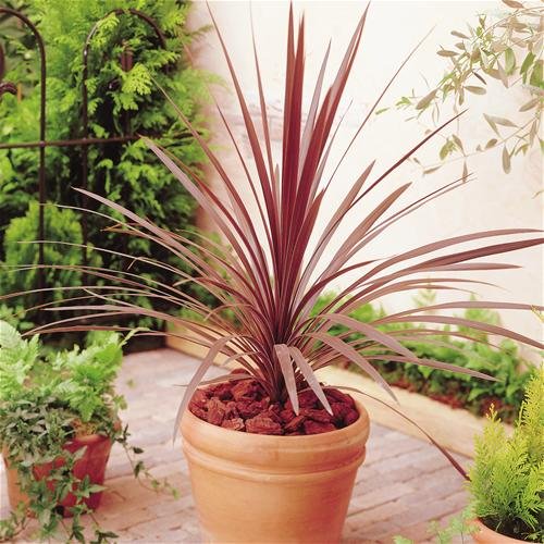 Cordyline ‘Purple Red Star’