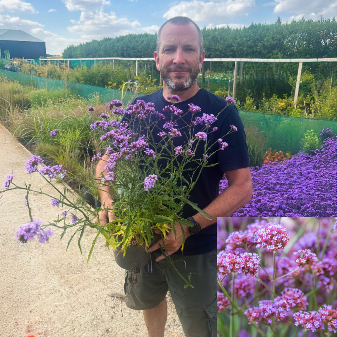 Dwarf Brazilian Verbena - In Bud & Bloom