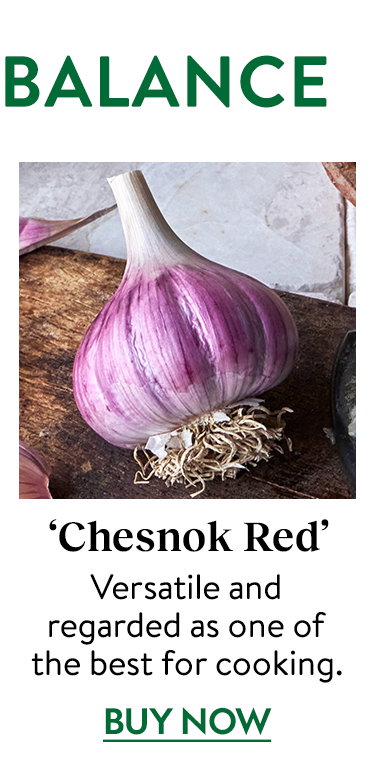 Chesnok Red Garlic Bulbs