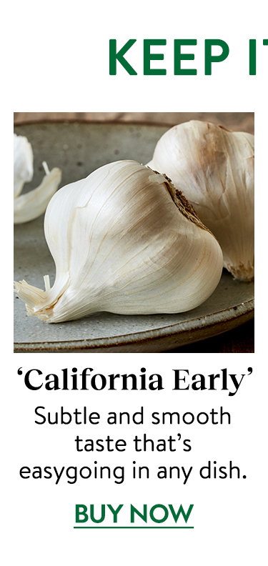 California Early Garlic Bulbs