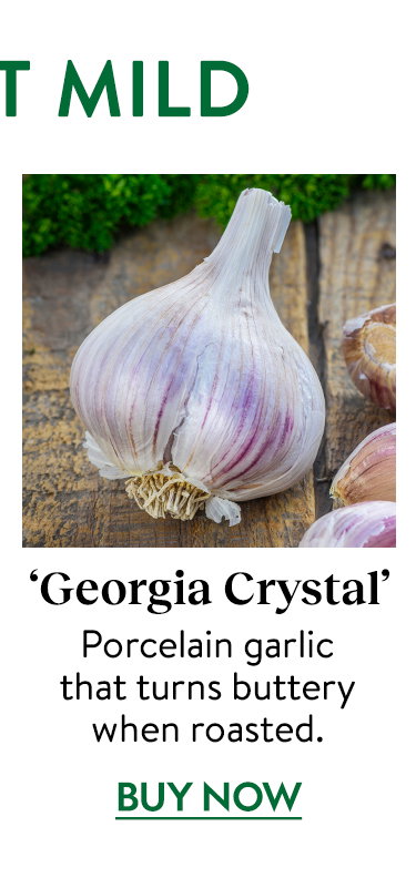 Georgia Crystal Garlic Bulbs