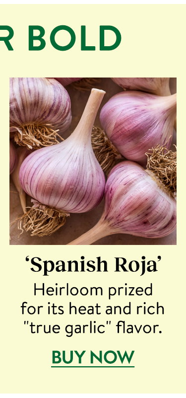 Spanish Roja Garlic Bulbs