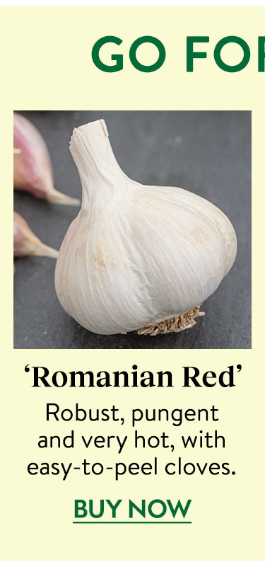 Romanian Red Garlic Bulbs
