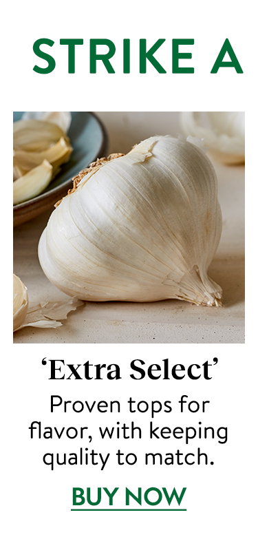 Extra Select Garlic Bulbs