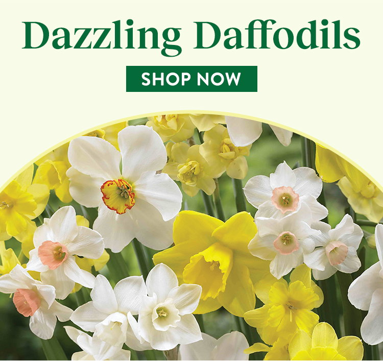 Daffodil Bulbs