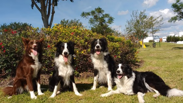 Dogs can tell if you're angry, scared, or sad | Popular Science