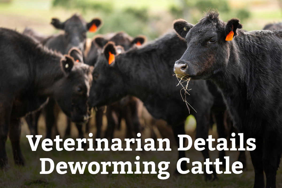 Veterinarian Details Deworming Cattle - Learn More