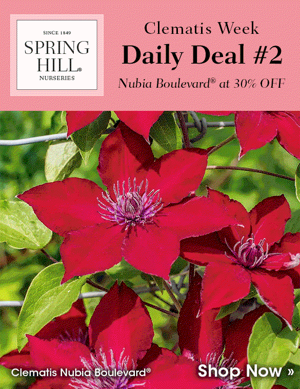 Today Only: 30% OFF Clematis Nubia Boulevard®