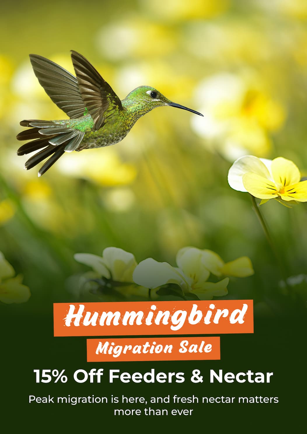 Hummingbird Migration Sale: 15% Off Feeders & Nectar
