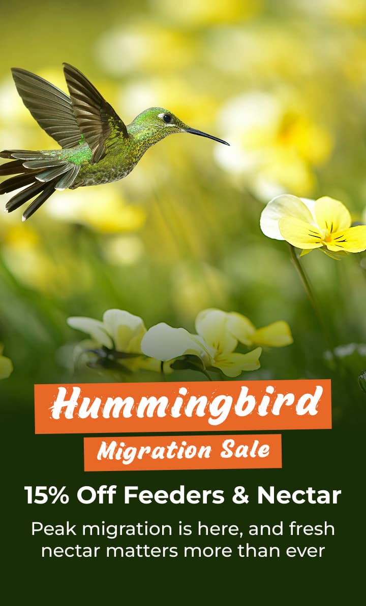 Hummingbird Migration Sale: 15% Off Feeders & Nectar