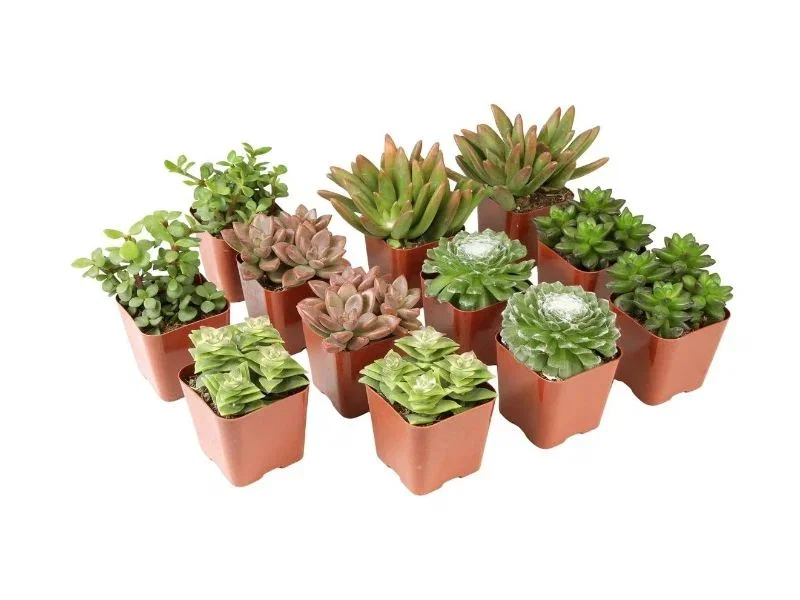 Amazon lifestyle image