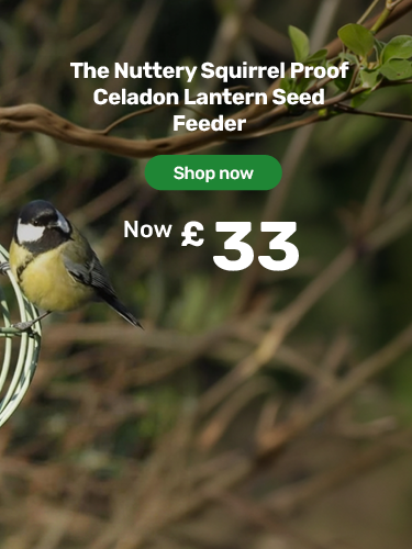 The Nuttery Squirrel Proof Celadon Lantern Seed Feeder