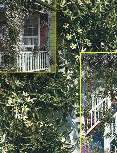 Scatters - Star Jasmine with Ultra scatter 2 Pre-Sets