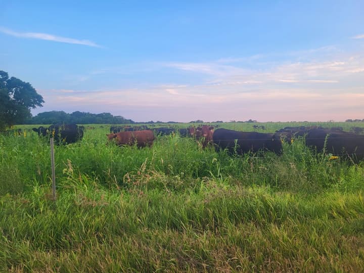 US Wellness beef cattle