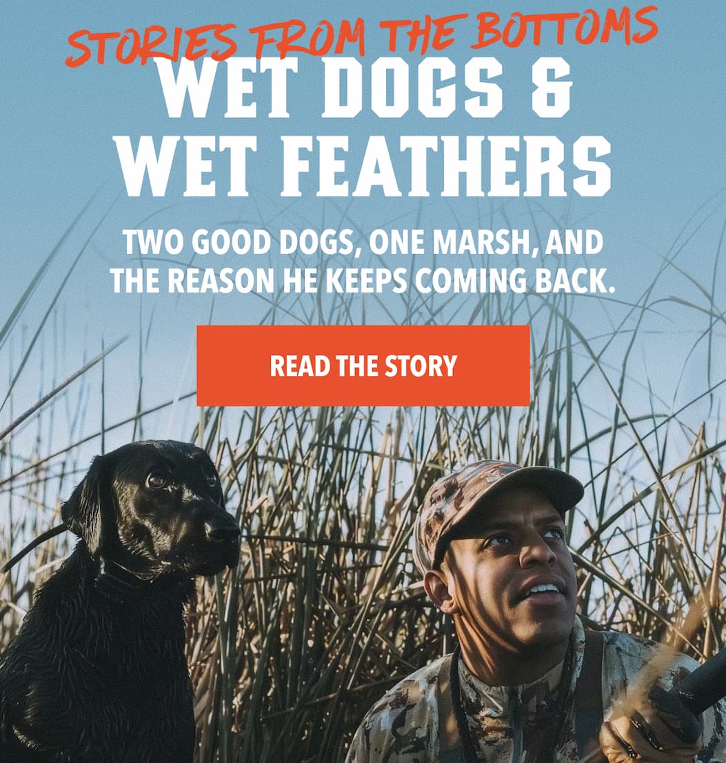 Wet Dogs & Wet Feathers