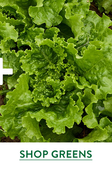 Salad Green Seeds