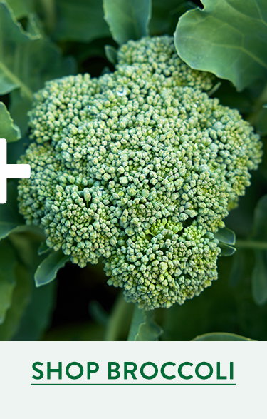Broccoli Seeds & Plants