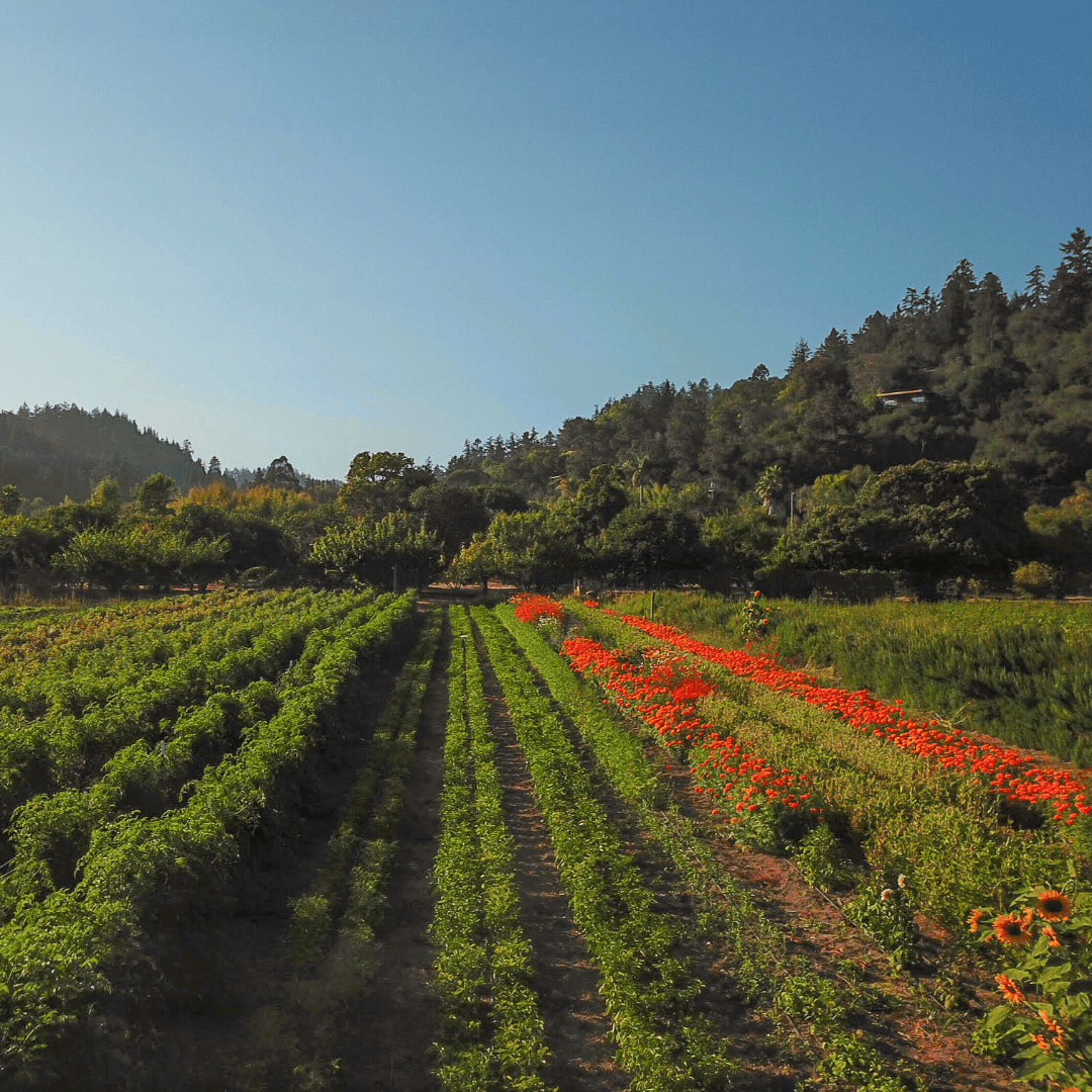 Fire Tongue Farms from Burlap and Barrel