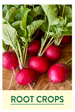 Root Crop Seeds