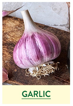Garlic Bulbs
