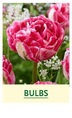 Flower Bulbs