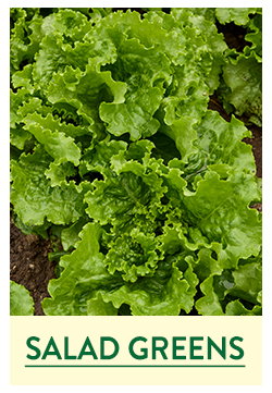 Salad Green Seeds and Plants