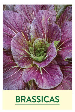 Brassica Seeds and Plants