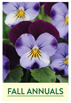 Fall Planted Annuals