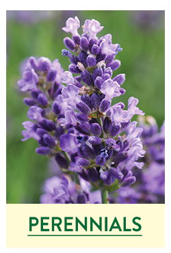 Fall Perennial Plants