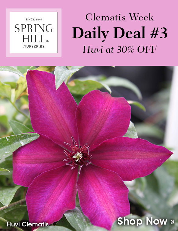 Today Only: 30% OFF Huvi Clematis