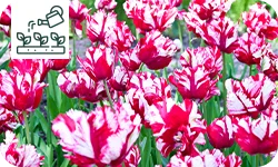 4 tulipes originales pour jardin et pot