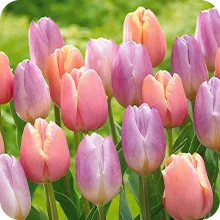 Tulipes pastel
