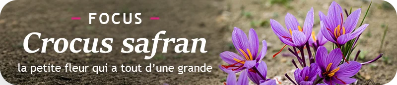 Focus sur le Crocus Safran