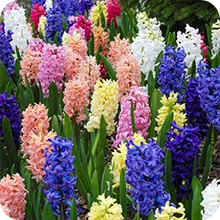 Jacinthes en mélange