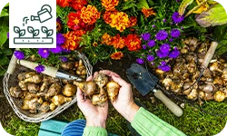 Comment bien choisir ses bulbes de fleurs ?