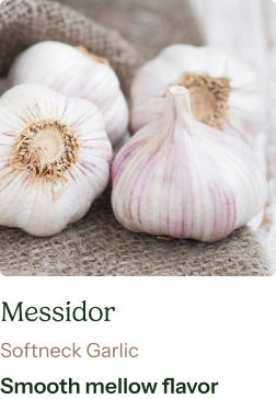 Garlic Bulb (Softneck) - Messidor