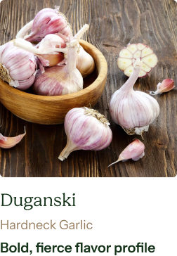Garlic Bulb (Hardneck) - Duganski