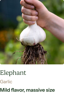Elephant Garlic