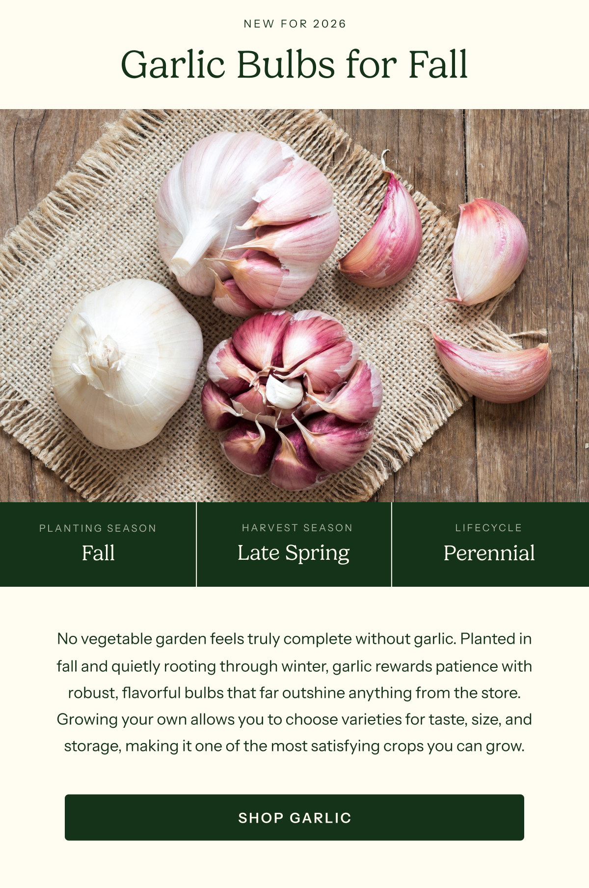 Garlic Bulbs for Fall. No vegetable garden feels truly complete without garlic. Planted in fall and quietly rooting through winter, garlic rewards patience with robust, flavorful bulbs that far outshine anything from the store. Growing your own allows you to choose varieties for taste, size, and storage, making it one of the most satisfying crops you can grow.