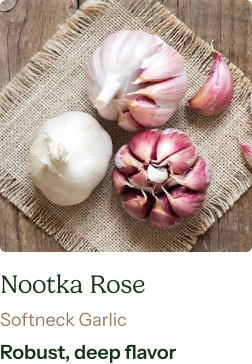Garlic Bulb (Softneck) - Nootka Rose