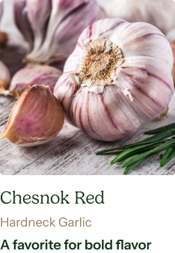 Garlic Bulb (Hardneck) - Chesnok Red