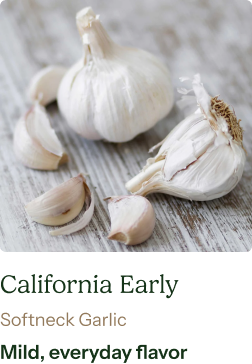 Garlic Bulb (Softneck) - California Early