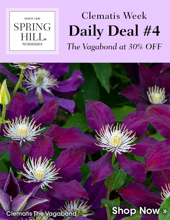 Today Only: 30% OFF Clematis 'The Vagabond'