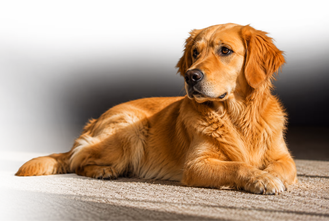 Save 50% on  comfort for your pet.