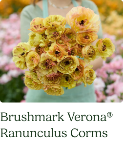 Ranunculus Bulbs - Brushmark Verona®