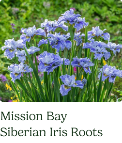 Siberian Iris Roots - Mission Bay
