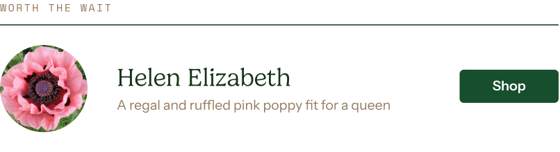 Papaver orientale Roots - Helen Elizabeth